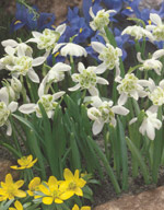 Galanthus Flore Pleno